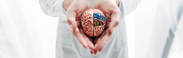 πανοραμική λήψη του γιατρού κρατώντας μοντέλο του εγκεφάλου στην κλινική  - Φωτογραφία, εικόνα