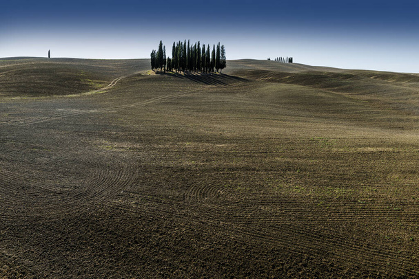 Group of cypresses in the Sienese hills in San Quirico D'Orcia - Foto, Bild