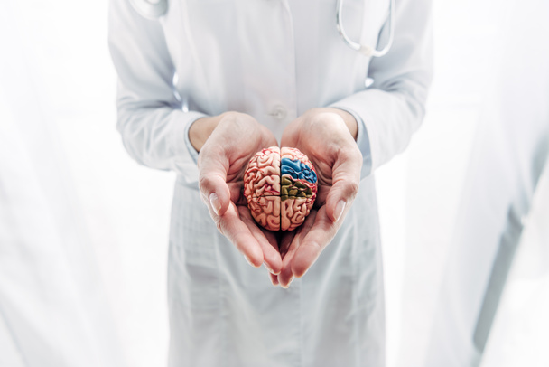 καλλιεργημένη άποψη του γιατρού σε λευκό παλτό εκμετάλλευση μοντέλο του εγκεφάλου στην κλινική  - Φωτογραφία, εικόνα