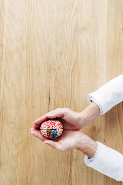 cropped view of doctor holding model of brain in clinic  - Photo, Image