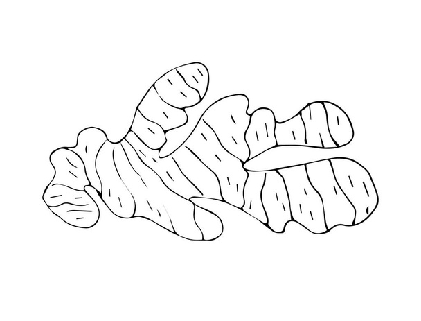 Vector hand drawn sketch ginger root isolated on white background - Vektori, kuva