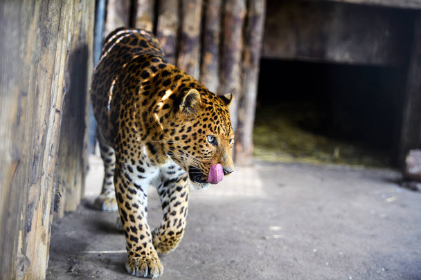 Portrait of a beautiful leopard - Φωτογραφία, εικόνα