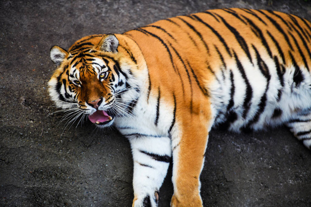 Beautiful  tiger animal on background - Φωτογραφία, εικόνα