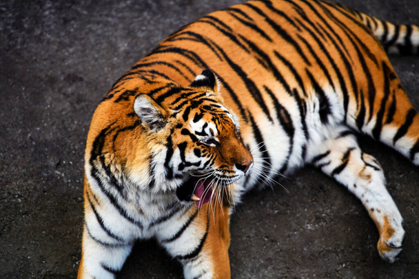 Beautiful  tiger animal on background - Foto, afbeelding