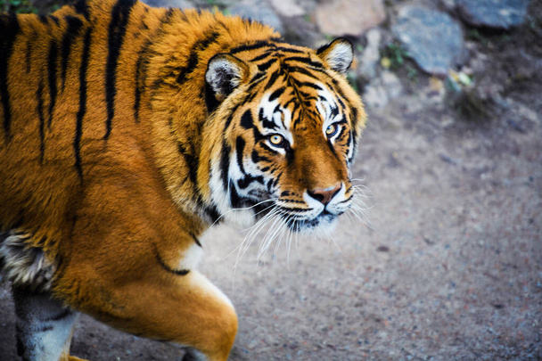 Hermoso animal tigre en el fondo
 - Foto, Imagen