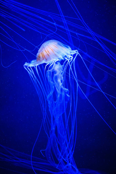Beautiful jellyfish, medusa in the neon light with the fishes. U - Фото, зображення