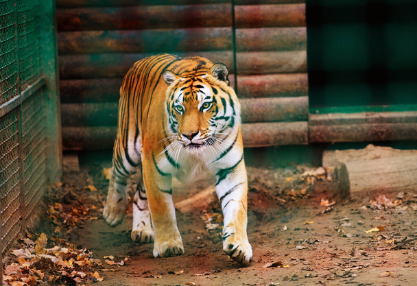 Beautiful  tiger animal on background - Zdjęcie, obraz