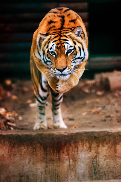 Jumping tiger. Beautiful, dynamic and powerful photo of this maj - Zdjęcie, obraz