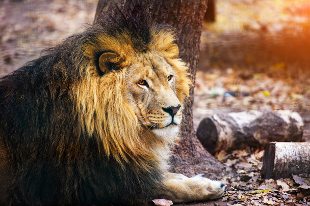 Kaunis mahtava leijona juoksee naarasleijonansa luo
 - Valokuva, kuva