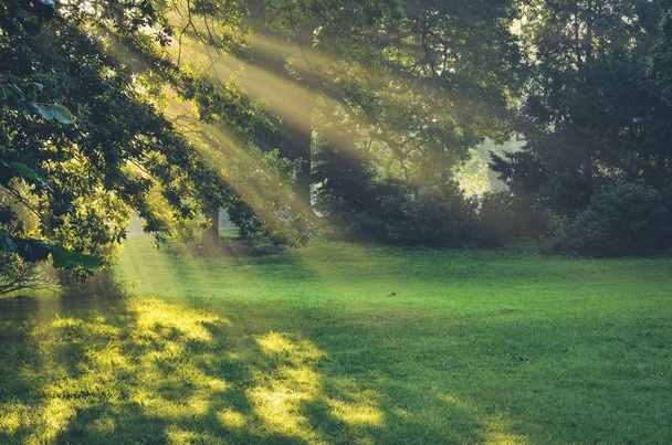 Morgen Stadtlandschaft. Sonnenstrahlen hinter den Bäumen im Park. - Foto, Bild