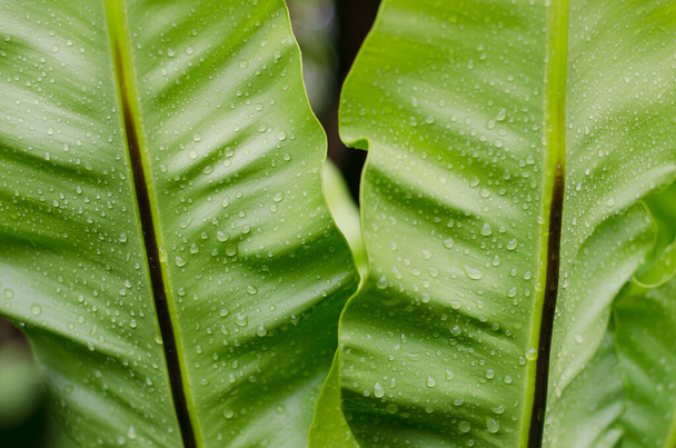 green leaves with water drops - Photo, Image
