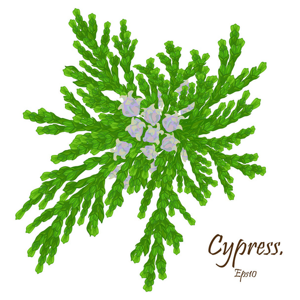 branche de cyprès cèdre. branche de cyprès avec cônes. Conifères
 - Vecteur, image