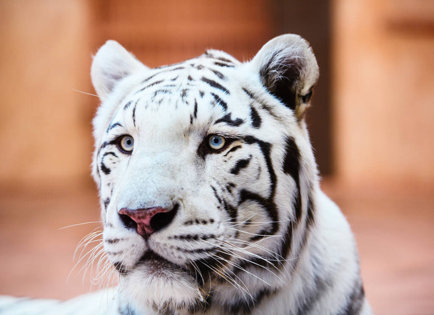 Beautiful white tiger portrait - Zdjęcie, obraz