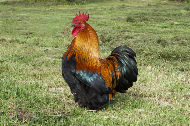 Rooster in Free Range Environment - Photo, Image