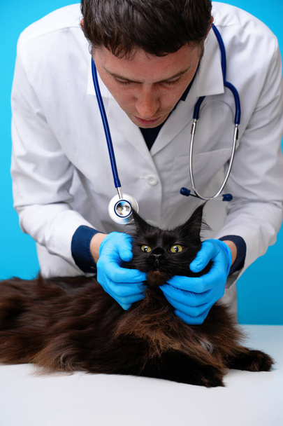 Hombre veterinario con gato negro en sus brazos
 - Foto, Imagen