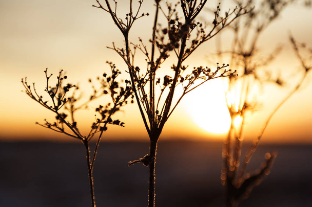 увядающие цветы на закате на полях Робакса в Умеа
 - Фото, изображение