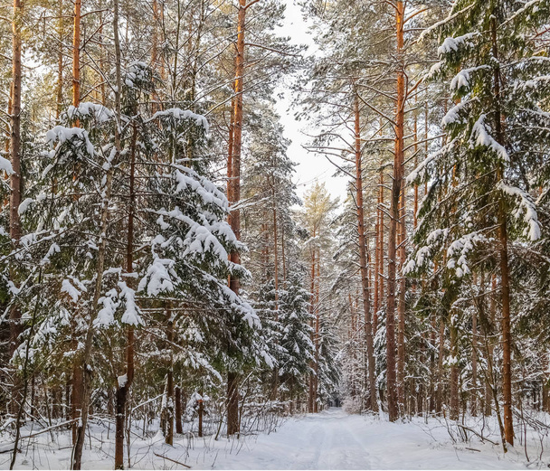 Snowy winter forest on a sunny day. Snow-white road with a ski t - Foto, Imagen