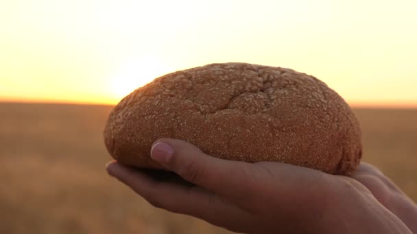 夕焼けの光の中で小麦畑の上の女の子の手にパンのパン。手のひらに美味しいパンを穀物と成熟した耳の上に新鮮なライ麦パン。農業の概念。ベーカリー製品 - 映像、動画
