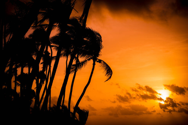 nascer do sol com palmas
 - Foto, Imagem