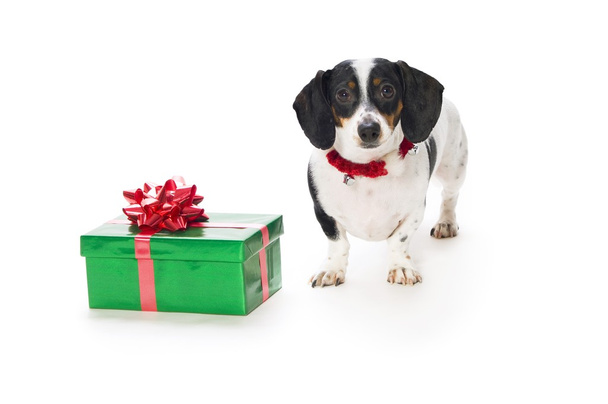 Dachshund Puppy With Gift Box - Fotografie, Obrázek