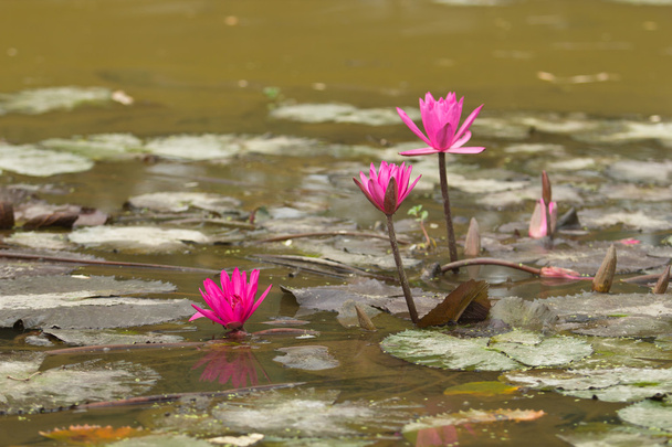 Lotus rouge
 - Photo, image