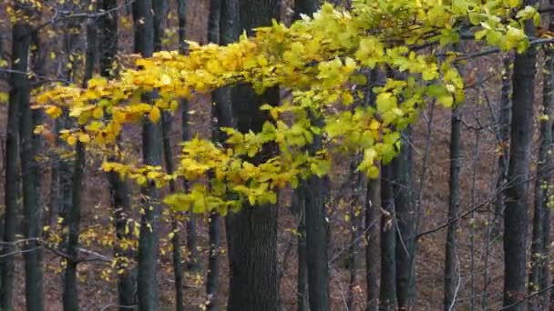 Őszi bükkfa levelek a szélben - Felvétel, videó