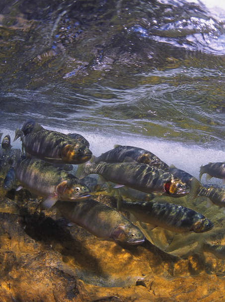 Spawning Cutthroat Trout - Photo, image