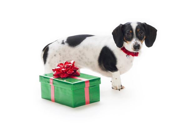 Dachshund Puppy With Present - Fotó, kép