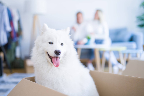 Giovane bella coppia con cane seduto sul divano in una nuova casa intorno a scatole di cartone
 - Foto, immagini
