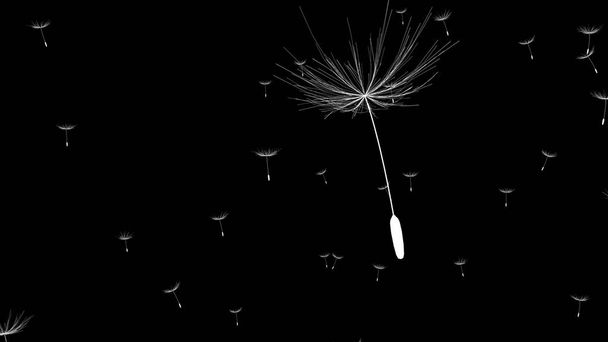 Closeup view of Dandelion or blow ball isolated on black background - Photo, Image