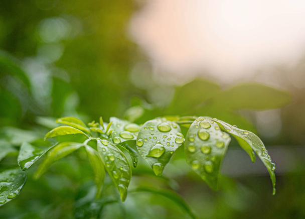 Branch of green leaves with water drops on nature background in garden. - Photo, Image