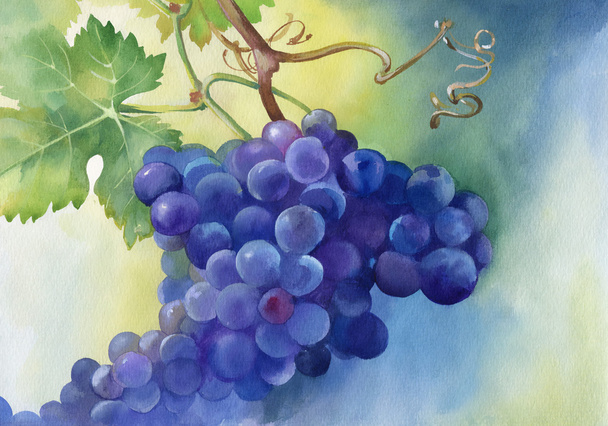 Ilustração aquarela de uvas com folhas
 - Foto, Imagem