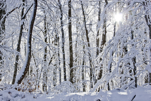 Зима на півдні Росії, в горах Адигейської Республіки, час для чудових прогулянок і щоденних поїздок.. - Фото, зображення