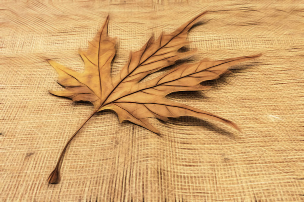 close up sycamore tree leaf  - Photo, Image