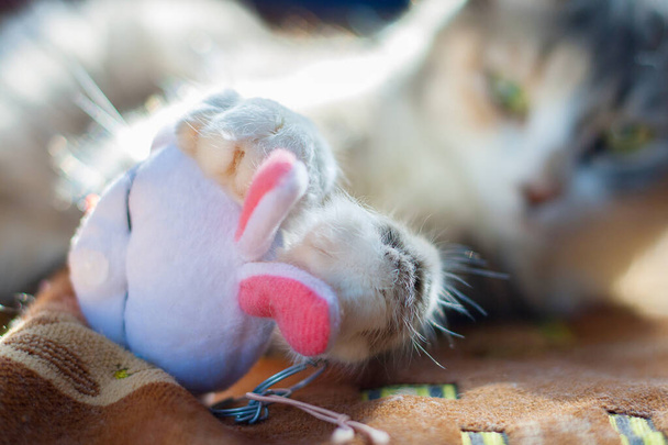Cute szary kot posiada miękką zabawkę w łapach. Skup się na łapie - Zdjęcie, obraz