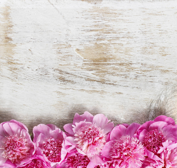 Stunning pink peonies on white rustic wooden background - Zdjęcie, obraz