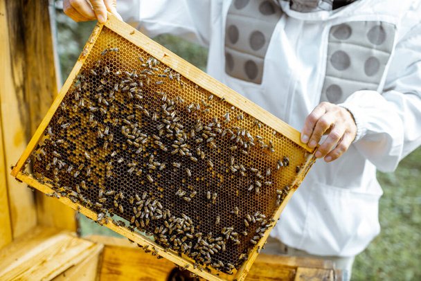 Μελισσοκόμος παίρνει κηρήθρες από την κυψέλη - Φωτογραφία, εικόνα