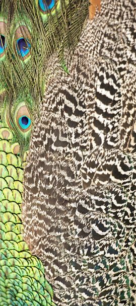 Beautiful peacock feathers - Valokuva, kuva