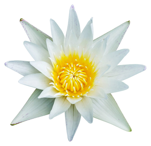 Lirio de agua o flor de loto
 - Foto, imagen
