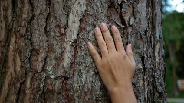 Το γυναικείο χέρι αγγίζει απαλά το γέρικο δέντρο. Έννοια προστασίας της φύσης. - Πλάνα, βίντεο