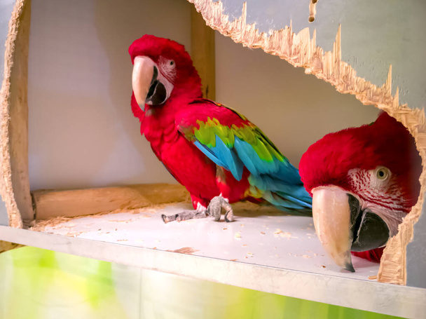 twee grote papegaaien - Foto, afbeelding