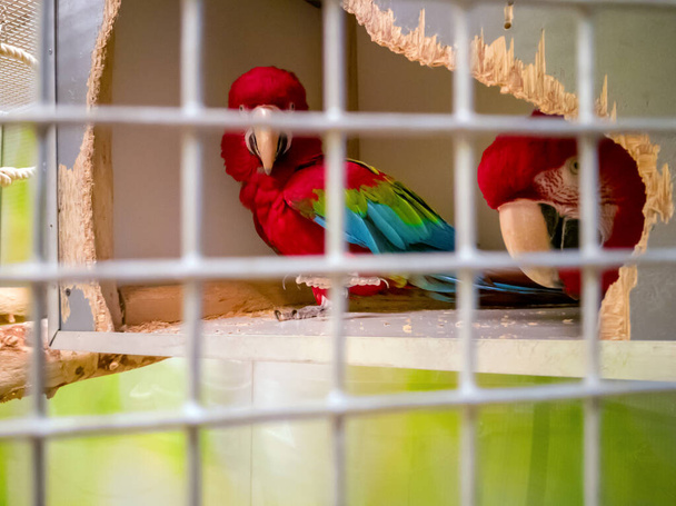 δύο μεγάλες παπαγάλοι - Φωτογραφία, εικόνα