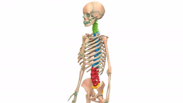 3d illusztráció Animáció Az emberi csontváz gerincoszlopának animációja, Rendszeranatómia koncepció   - Felvétel, videó