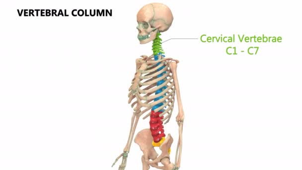 3d Illustration Animation of Vertebral Column of Human Skeleton, System Anatomy Concept   - Кадри, відео
