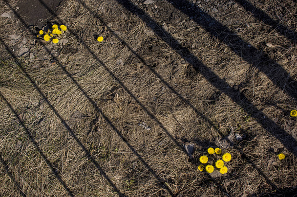 A primeira primavera Flor ensolarada no norte da Europa, símbolo do sol. Tussilago farfara planta medicinal
. - Foto, Imagem