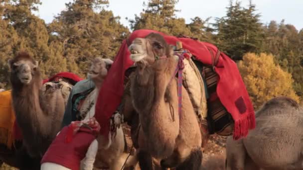 Donne e cammelli preparati per la migrazione. Verso gli altipiani
. - Filmati, video
