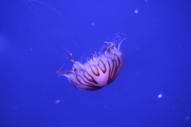 hermosas medusas en un acuario grande en el acuario
 - Foto, imagen