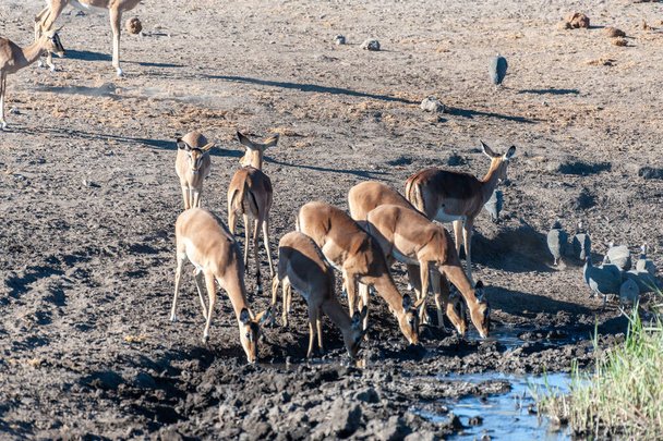 Impalas drinking from a waterhole - Photo, Image