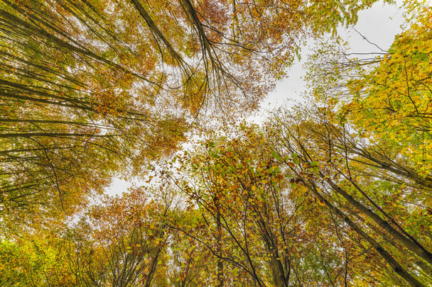 Olhando para cima em uma floresta de faia no outono. Tiro de ângulo baixo. - Foto, Imagem