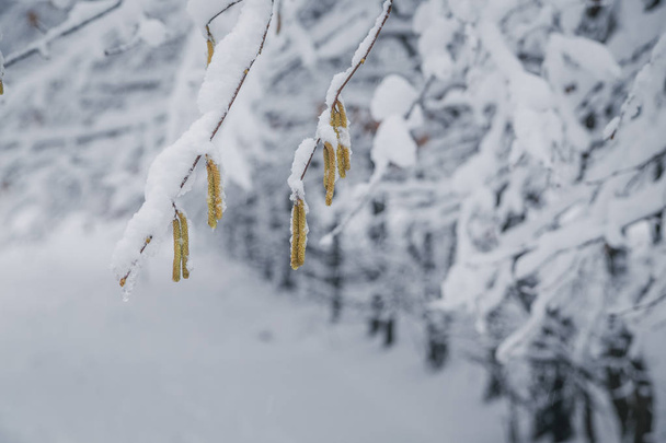 κλαδί σημύδας με πράσινα μπουμπούκια καλυμμένο με λευκό και αφράτο χιόνι το χειμώνα - Φωτογραφία, εικόνα